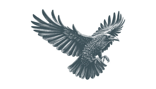 crow vector, raven vector
