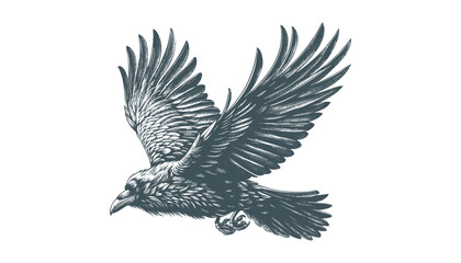 crow vector, raven vector