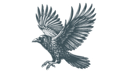crow vector, raven vector