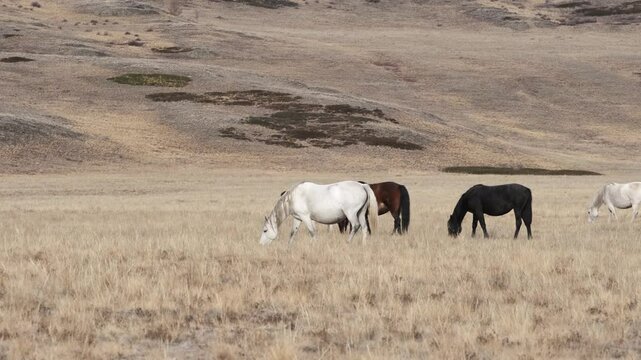 Free adorable horses graze on countryside autumn field searching for feed. A herd of different breeds walk together, eating dry grass on a mountain slope. Slow motion