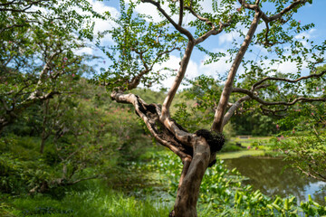 A picturesque gnarled tree graces a tranquil garden pond, surrounded by lush greenery under a sunny sky.