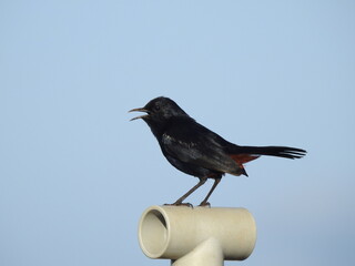 Full outdoor shot of a black bird named Robin perched on a light beige-coloured pipe.