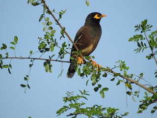 Full outdoor shot of a Common Myna (Acridotheres tristis) perched on a leafy tree branch against a clear cerulean blue sky.