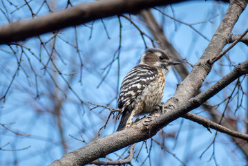 冬の公園　林の中で木をつつくキツツキ　コゲラ