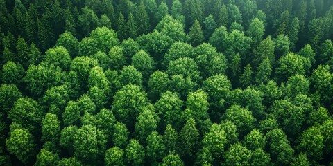 Naklejka premium Aerial View of Lush Green Forest with Road in Realistic Setting