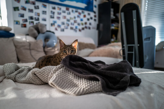 A curious savannah tabby cat hides under a soft blanket on a cozy bed, sunlight softly illuminating the scene.