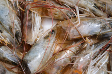 Closeup details of a pile of shrimp heads. The remains of cleaning shrimps leaving the shrimp heads. Backgrounds Fresh Shrimp. Ingredients for broth. Raw and fishy ingredients.