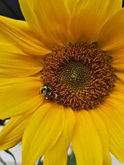 Close-up of a honey bee crawling on a yellow sunflower while pollinating it.