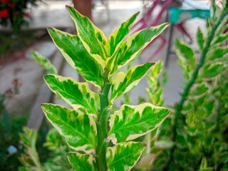 This is the plant "Euphorbia tithymaloides," also known as "Pedilanthus tithymaloides" or "Devil's Backbone."  This plant is known for its green leaves with white or yellow patterns on the edges.  Usu