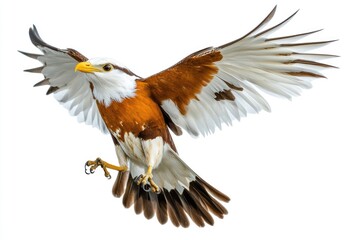 Obraz premium Majestic Brahminy Kite in Flight Wings Spread Wide