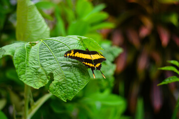 Yellow butterfly with black spots perched on a leaf