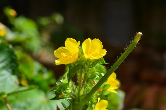 Flor de malva com&uacute;n crespa (Malva sylvestris)