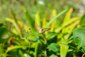 Ash princess butterfly (Anartia jatrophae)