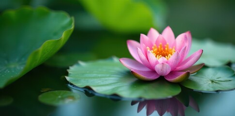 Obraz premium Aquatic lotus with green leaves floating on lake surface, serene, lake, foliage