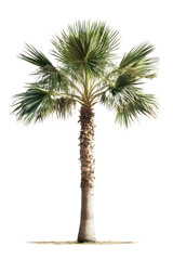 PNG Real tropical palm tree isolated plant arecaceae.
