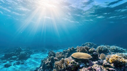 Fototapeta premium Vibrant Underwater Coral Reef Scene with Bright Sunlight