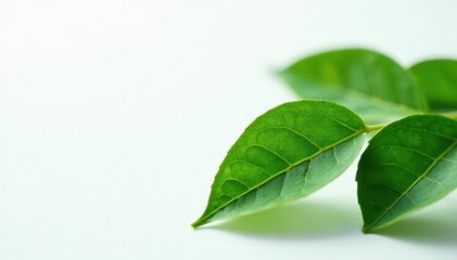 Obraz premium Close-up of individual green tea leaves on a minimalist white background showcasing their veins and patterns , herb, leaf, closeup