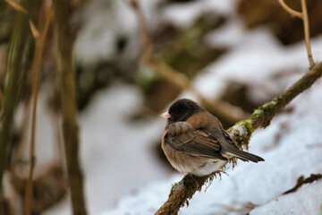 Song Sparrow in the Snow