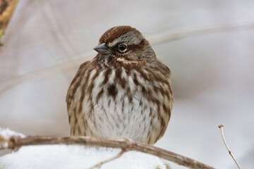 Song Sparrow in the Snow