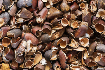 Pinyon Pine Nut Shells Background