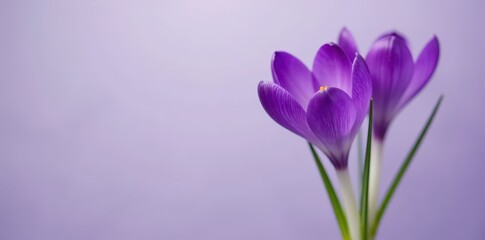 Fototapeta premium Crocus flower with vibrant purple petals unfolding from a white stem , flower field, landscape, spring