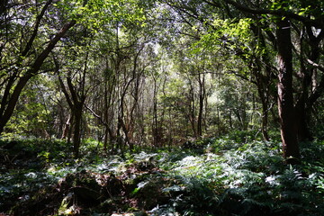 wild spring forest in the sunlight
