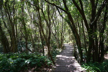Fototapeta premium fine boardwalk in the gleaming sunlight