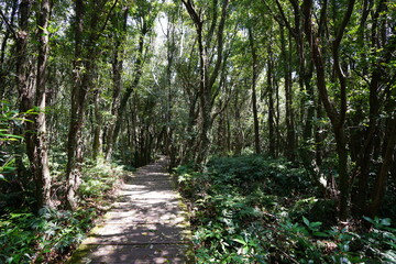 fine boardwalk in the gleaming sunlight