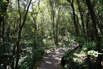 Obraz premium fine boardwalk in the gleaming sunlight
