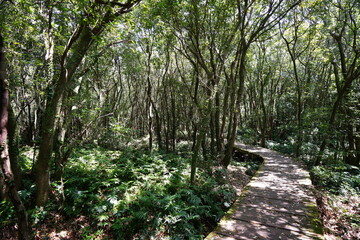 fine boardwalk in the gleaming sunlight