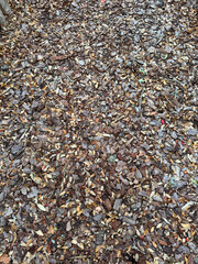 Forest floor leaf texture background with a mix of dead and decomposing native Texas Live Oak Tree leaves