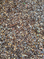 Dense texture pattern of dead Texas Live Oak Tree leaves covering dark tree bark