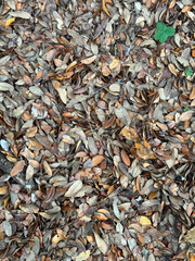 Densely packed dead tree leaves on the ground background texture