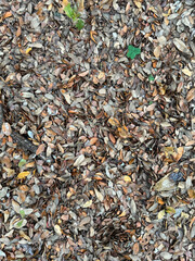 Thick layer of scattered dead Texas Live Oak tree leaves on the ground texture background 