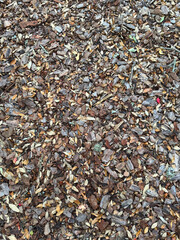 Layered textures of Texas Live Oak tree leaves on the ground in the woods