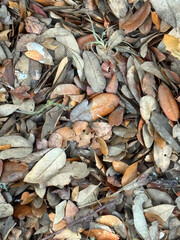 Close-up texture view of dead and partially decomposed Texas Live Oak tree leaves on the ground
