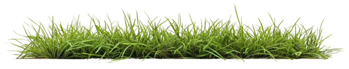 Fototapeta premium PNG Short green grass border background vegetation landscape.