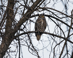 A great horned owl looks around from its perch in the trees.