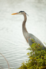 A great blue heron stands along the edge of a pond.