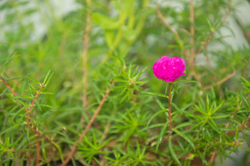 pink flowers blooming in the garden