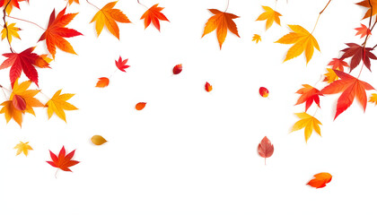 Autumn colored falling maple leaves isolated on white background. isolated with white shades