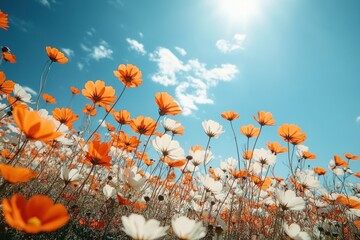 Obraz premium Beautiful Cosmos Flower Field Under Bright Blue Sky with Sunlight in Spring Vintage Style