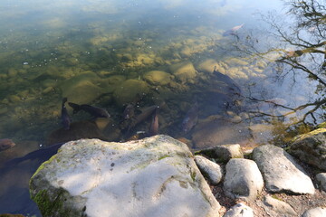 Pond.