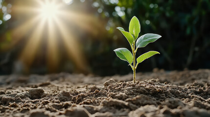 seedling sprouts in sunlight, symbolizing growth and renewal