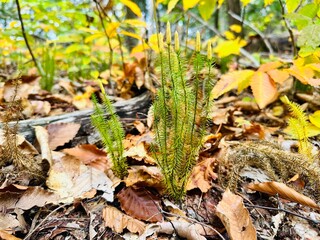Growing