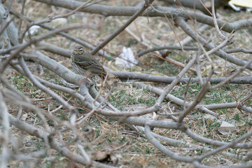 Bird on the branches