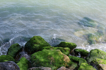 Green algae-covered rocks along a gentle shoreline with waves softly crashing, creating a serene and natural coastal scene emphasizing nature's tranquility.
