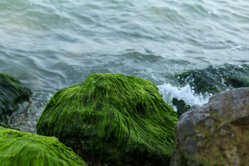 Vibrant green algae covers coastal rocks as gentle waves lap against the shoreline, capturing the serene interplay of land and sea at water's edge.