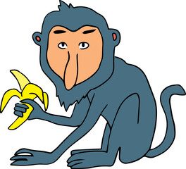 funny grey proboscis monkey with a big nose sits holding a yellow banana and looking at the camera