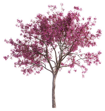 PNG Cercis canadensis tree blossoms flowers nature.